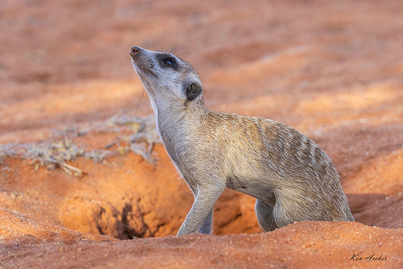 AFMT00108 - Meerkat