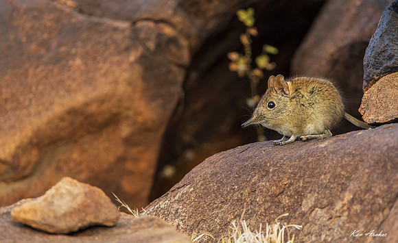 AFES00015 - Elephant Shrew