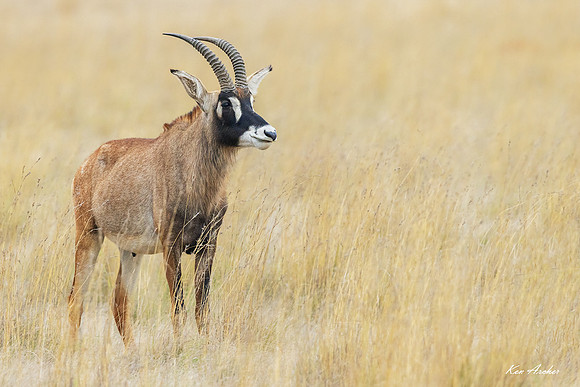 AFRA00250 - Roan Antelope