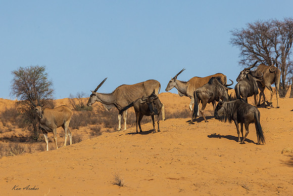 AFED00078 - Eland Antelope