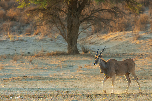 AFED00045 - Eland Antelope