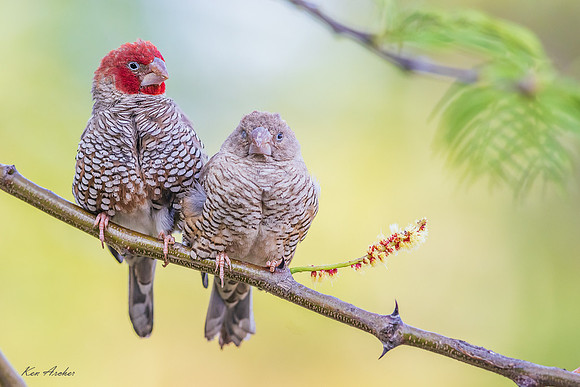 AFRF00122 - Red-headed Finch