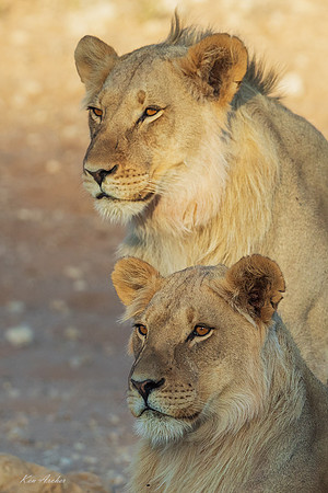 AFBL00420 - Black-maned Lion