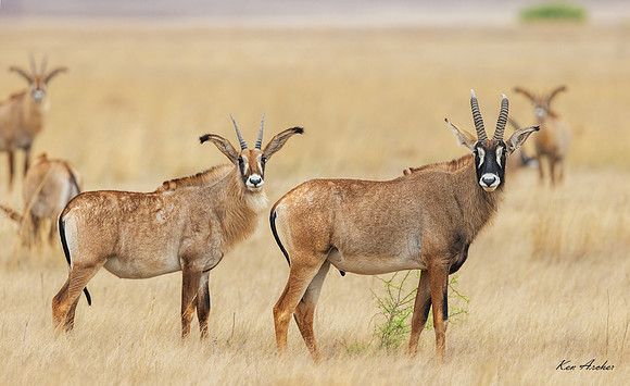 AFRA00238 - Roan Antelope