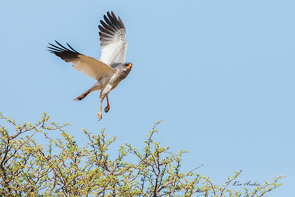 AFGG00051 - Pale Chanting Goshawk