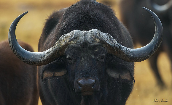 AFCB00007 - Cape Buffalo
