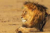 AFBL00012 - Black-maned Lion