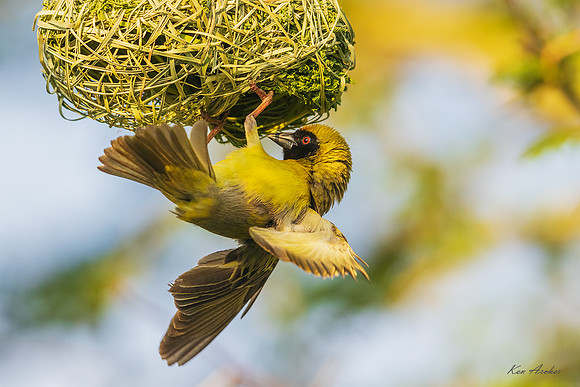 AFSW00032 - Southern Masked Weaver
