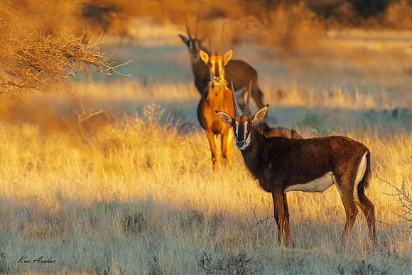 AFSA00206 - Sable Antelope