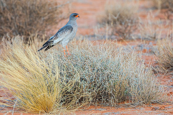 AFGG00071 - Pale Chanting Goshawk