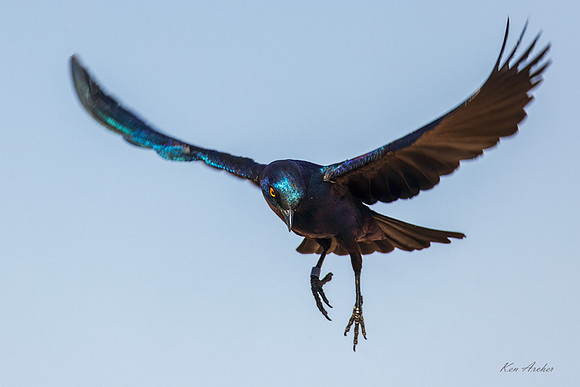AFCG00017 - Cape Starling