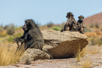 AFBB00001 - Chacma Baboon