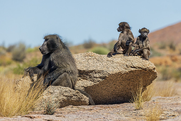 AFBB00001 - Chacma Baboon