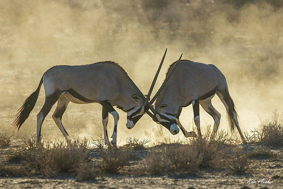 AFGK00162 - Gemsbok