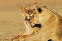 AFBL00028 - Black-maned Lion