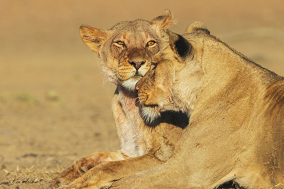 AFBL00028 - Black-maned Lion