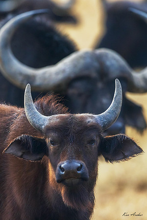 AFCB00034 - Cape Buffalo