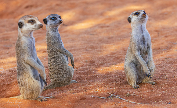 AFMT00118 - Meerkat