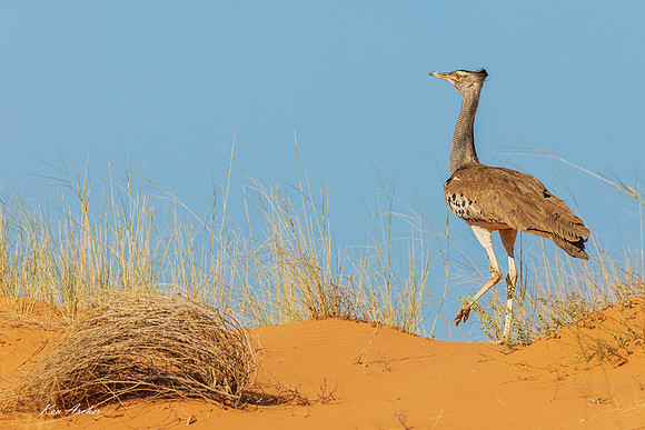 AFKB00027 - Kori Bustard