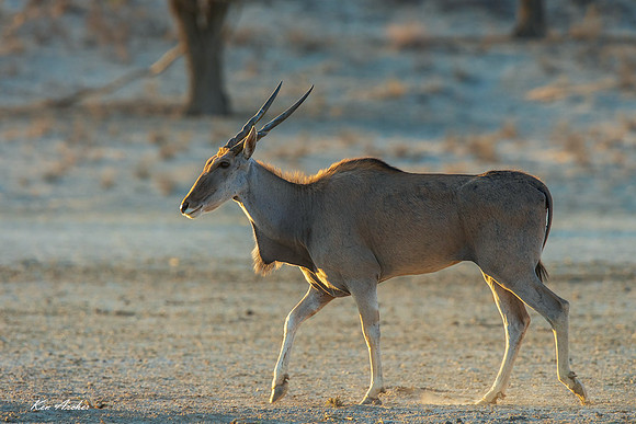 AFED00039 - Eland Antelope