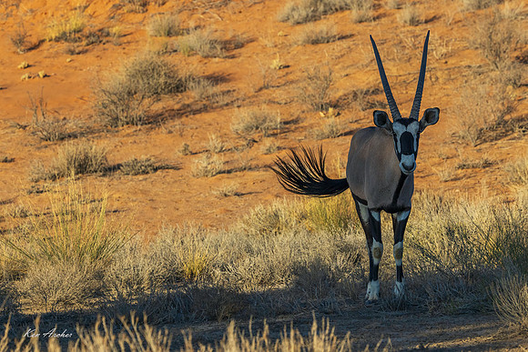 AFGK00127 - Gemsbok