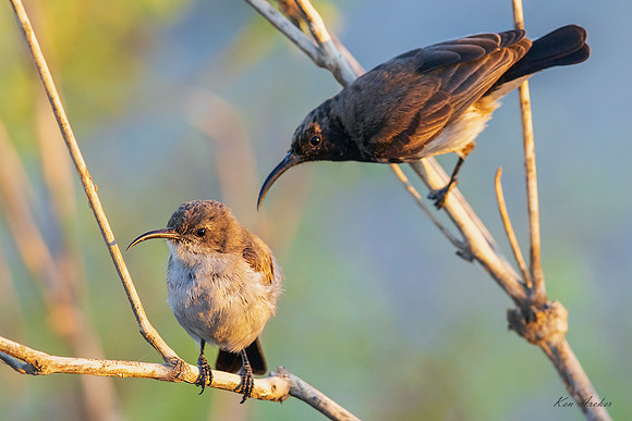 AFDS00069 - Dusky Sunbird