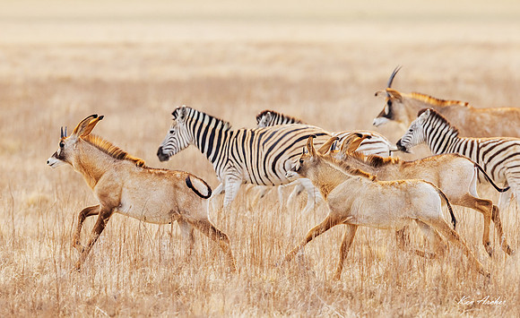 AFRA00028 - Roan Antelope