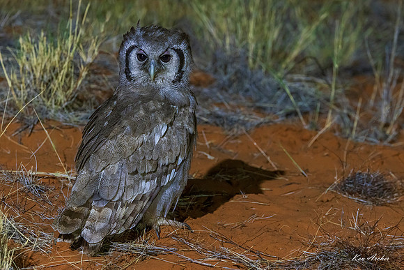 AFEO00047 - Verreaux's Eagle Owl