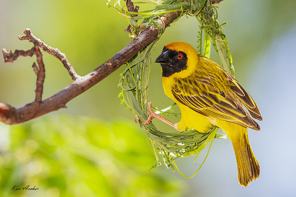 AFSW00173 - Southern Masked Weaver