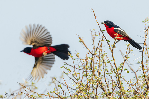 AFCG00007 - Crimson-breasted Gonolek