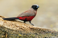 AFBW00005 - Black-faced Waxbill