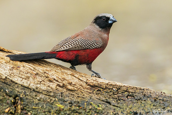 AFBW00005 - Black-faced Waxbill