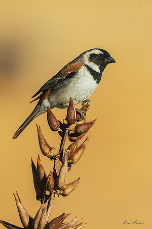 AFCS00006 - Cape sparrow