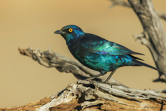 AFCG00011 - Cape Starling