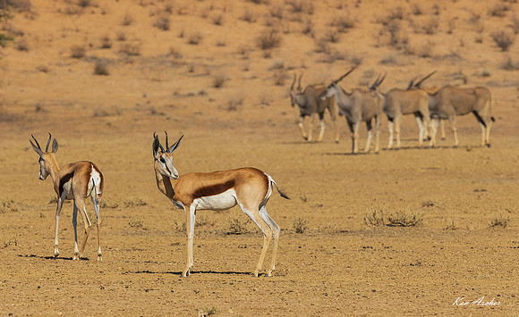 AFSP00210 - Springbok