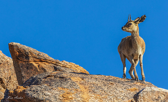 AFKR00051 - Klipspringer