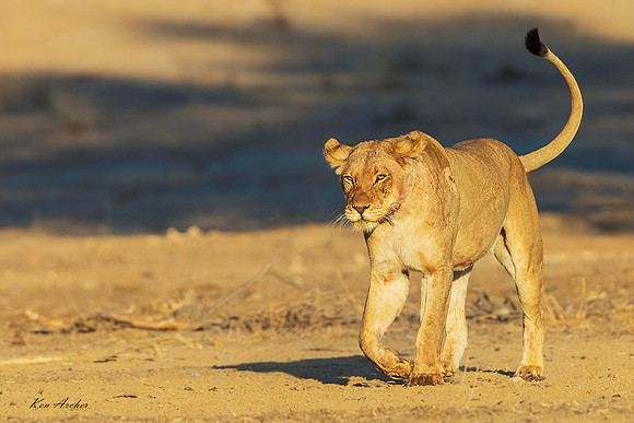 AFBL00174 - Black-maned Lion