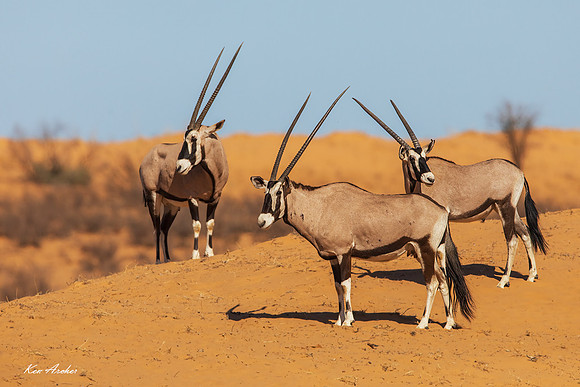 AFGK00117 - Gemsbok