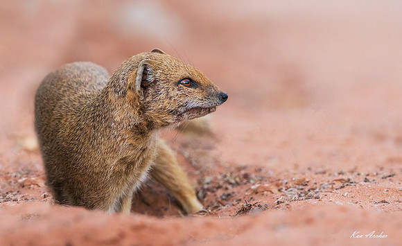 AFYM00020 - Yellow Mongoose