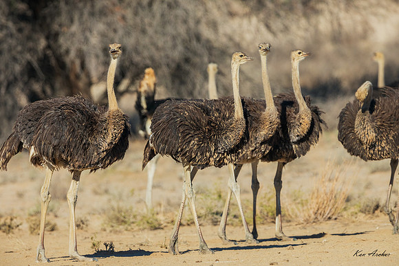 AFOH00007 - Ostrich