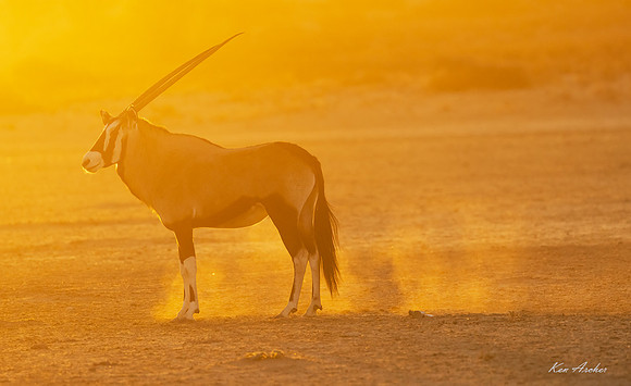 AFGK00279 - Gemsbok