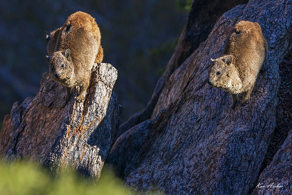 AFRX00018 - Rock Hyrax