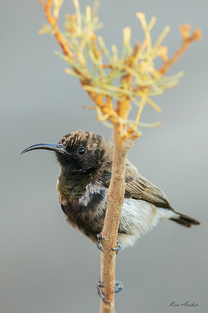 AFDS00053 - Dusky Sunbird