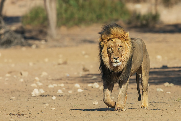 AFBL00160 - Black-maned Lion