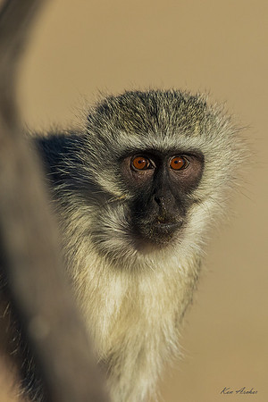 AFVM00013 - Vervet Monkey