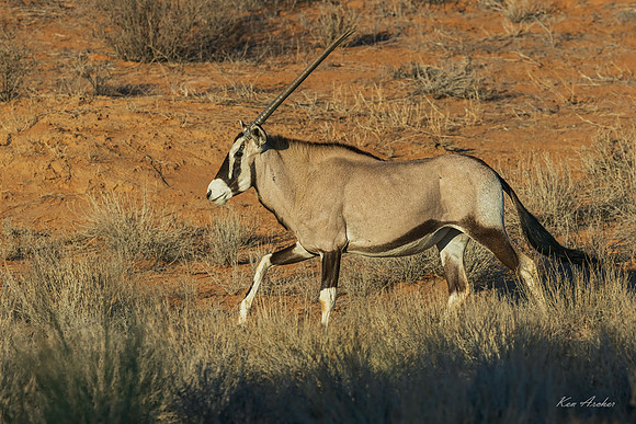 AFGK00144 - Gemsbok