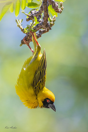 AFSW00169 - Southern Masked Weaver