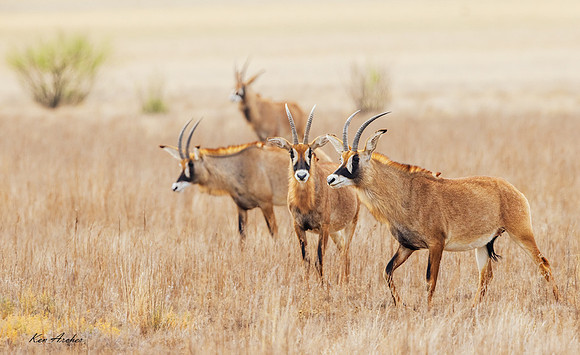 AFRA00004 - Roan Antelope