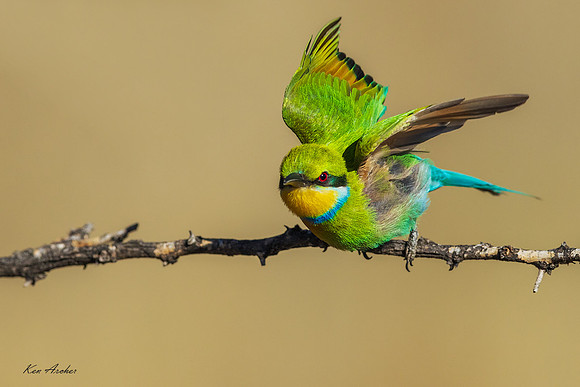 AFSB00221 - Swallow-tailed Bee-eater