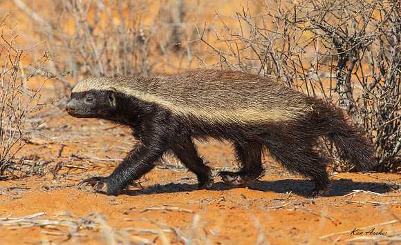 AFHB00017 - Honey Badger